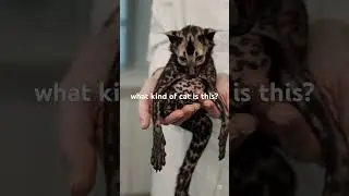 Catmonk: Feline Mischief Meets Primate Chaos