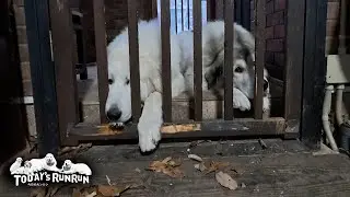 ブラッシング待ちは退屈なので不貞腐れるベルとリリーです　Great Pyrenees　グレートピレニーズ