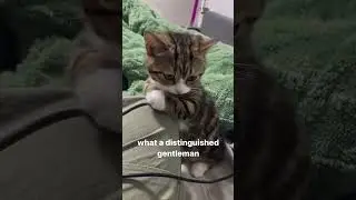 #cat #cats #catvideos #memes #memesdaily #dailycats