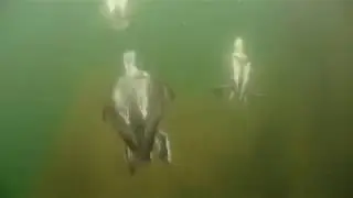 Long-tailed Ducks Feeding Underwater