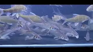 C&aacute; hỏa tiễn v&acirc;y x&aacute;m ( c&aacute; cầy Th&aacute;i ). Cyclocheilichthys enoplos. Ken Nhi Shop.