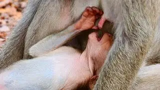 TRY VERY HARD GET MILK WITH MAMA LITTLE ALEAH BABY. CRY LOUD ANGRY MOM WANT REJECT MILK.