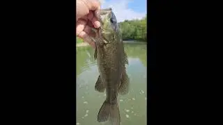 Catch & Free!! #shorts #bassfishing #fish  #basspumping #fishing #bass #fishing  #bassfish