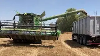Harvesting spanish anise seed