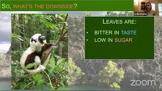 Lemur Science 201: How Lemurs survive on leaves