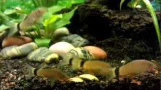 Skunk Loach vs Algae Wafer