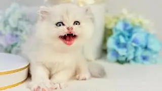 Fluffy Drama Queen Kitten 👑 | Cute & Funny Scottish Fold Girl