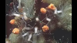 Clavulariidae