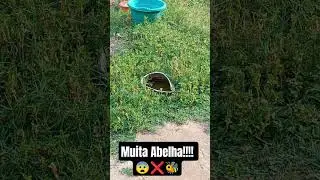 Bees are a danger to allergy sufferers!