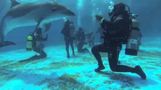 Geoje Dolphin Diving