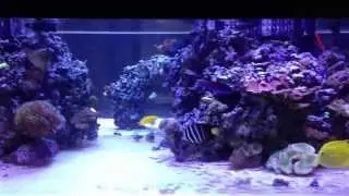 my 360g mixed reef tank 8'x4'x18'' with 30+ fish