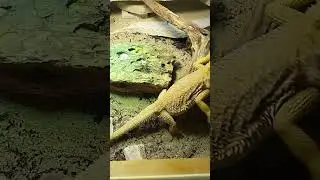 F&uuml;tterungszeit der Bestie. #shorts #beardeddragon #bartagame #terrarium #australia #insects