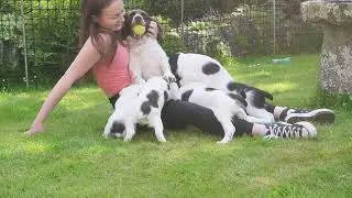 Springer puppies at 8 weeks old