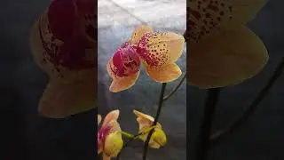 Anggrek bulan kuning kunyit totol merah#shortsfeed#flowers#bicaraanggrek#shortvideo #orchid