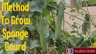 How To Grow Sponge Gourd:Tips and Tricks