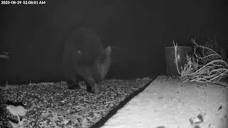 Backyard Bears of Bear Creek