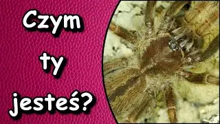 😰Poecilotheria po przejściach❓Coś z nią jest nie tak❗