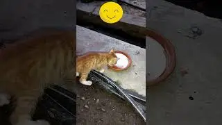 Cute Cat