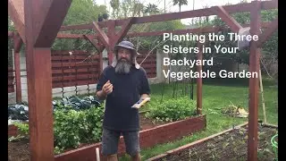 Planting The Three Sisters in Your Backyard Vegetable Garden