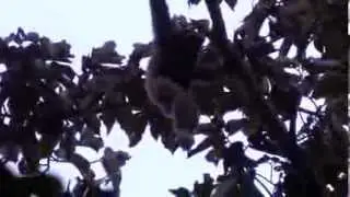 Female Bornean Gibbon Hylobates muelleri calling at Kinabatangan Jungle Camp