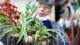 S ō s e k i ~ el Bonsai más Natural