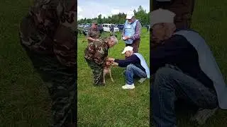 XIII Всероссийская выставка собак охотничьих пород.Эпаньоль бретон суки младшая группа.
