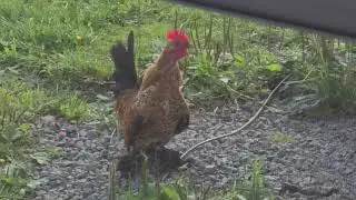 Mille Fleur D'Uccle bantamn crowing