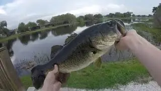 7 POUND LARGEMOUTH BASS! caught on 6 pound test!!!