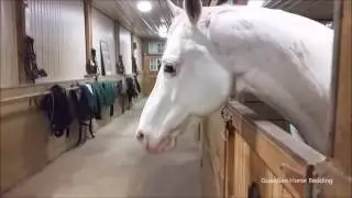 Tango is Mr  Ed reincarnated