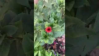 Vine growing bloody red flower #fy #bloodyred #red#flowers #viral #flowers #one #garden