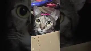 Surprisingly motivational cat in a box. #motivation #catinspiration #goodvibes