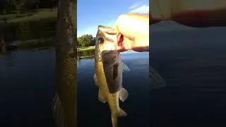 Third Fish of the Day LMB fishing catch and release