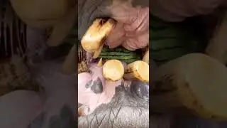 Fully wide open mouth of hippo, the watermelon looks small! #animals #wildanimals #hippo