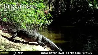 Gator Beach Cam: Gator CLIMBS to Catch Some Sun!