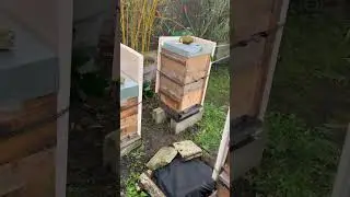 Rucher de Vigneux - Visite (vid&eacute;o Ludovic)