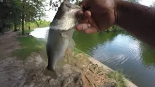 Memorial Hermann Park Lake, Houston TX (HD) Bass Fishing! And good eats! (Museum District)