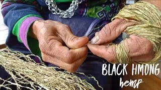 Black Hmong Hemp