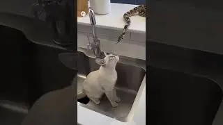 When a Cat Meets a Snake... Only One Walks Away! #cat#snake #Shorts #CatVsSnake #shockingmoment