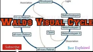 Wald's Visual Cycle . RHODOPSIN VISION OPSIN ROD CELLS BIOCHEMISTRY MBBS NEET