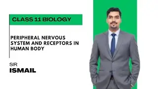 Peripheral Nervous System & Receptors in Human Body | Class 12 Biology | Sir Ismail