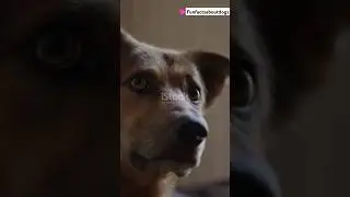 Fun facts about dogs 🐕#doglover #doglife #dog #dogshorts #amazing #shorts