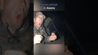 Beaver attack in Alaska !