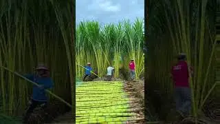 Sugarcane farming life #best_of_life #trending #foryou #viral #adventure