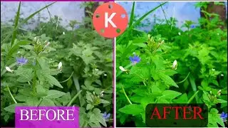 How to Colour Grade Videos on Android | Cinematic Colour Grading in kinemaster tutorial |