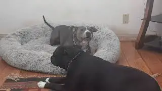 Gypsy n Raine ❤️🐾 before dinner, Saturday 