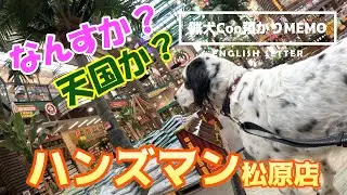 巨大テーマパーク？！ワンコと行く、ハンズマン松原店　巨大ホームセンターのテーマパーク感にテンションMAX　イングリッシュセッター