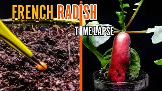 Growing French Radish Time Lapse - Seed to Harvest