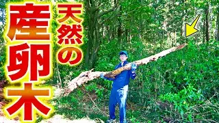 雑木林開拓中に見つけた巨大な朽木を割ってみたら大興奮しっぱなしだった