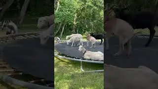 Goats and sheep having a match ! #ready to rumble