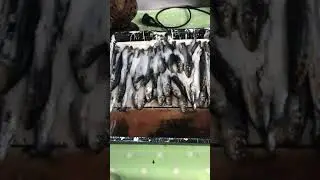 How to salt pilchards